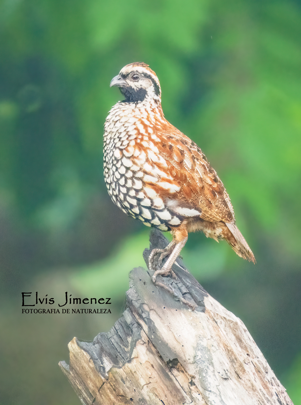 Black-throated Bobwhite, Yucatán