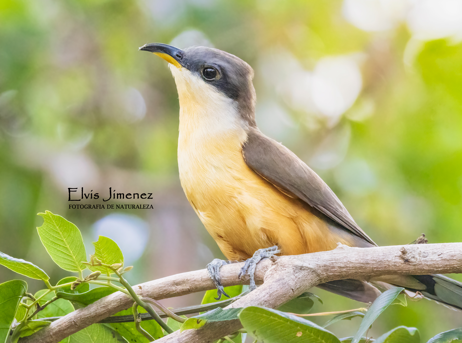 Mangrove Cuckoo, Yucatán