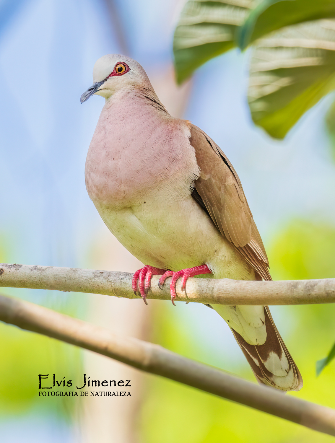Caribbean Dove, Cozumel