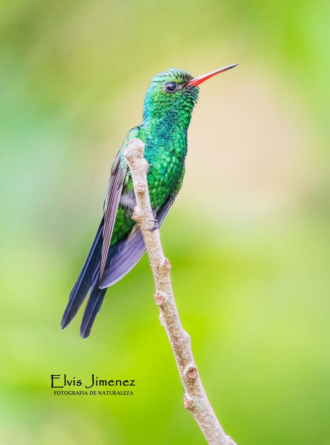Cozumel Emerald, Cozumel