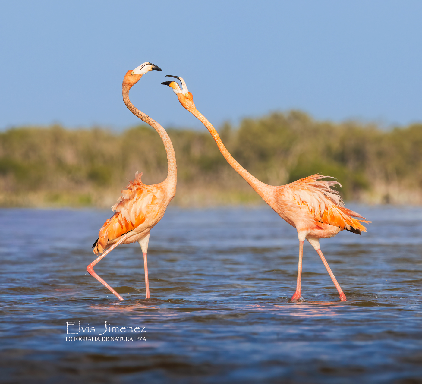 American Flamingo, Yucatán