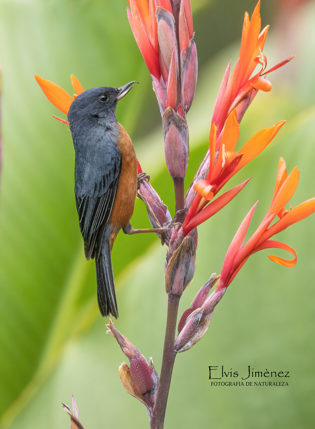 Cinnamon-bellied Flowerpiercer
