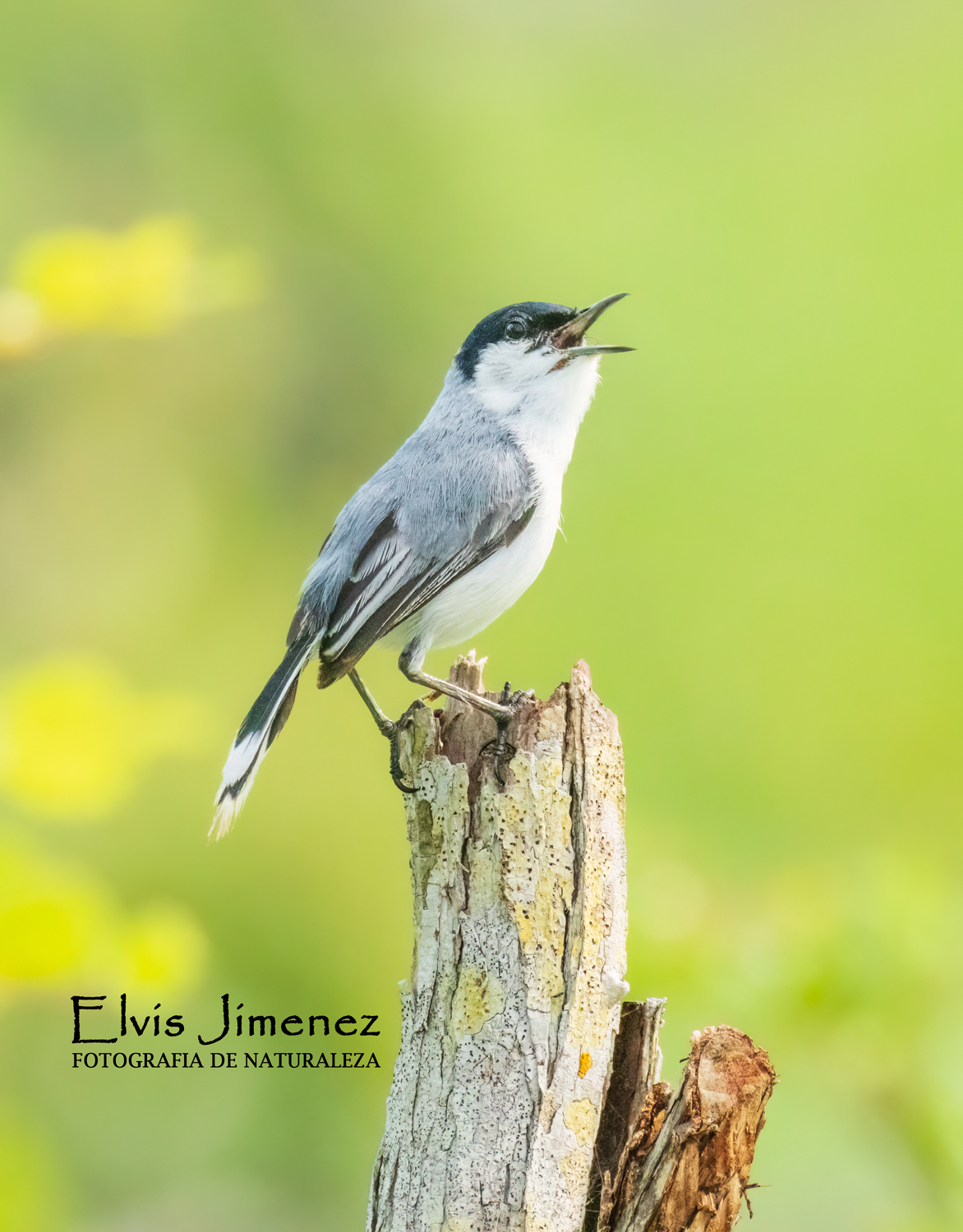 Yucatán Gnatcatcher, Yucatán