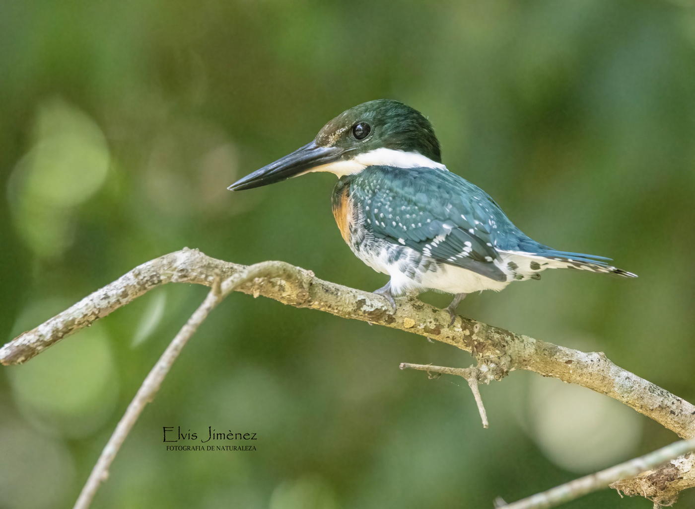 Green Kingfisher, Chiapas