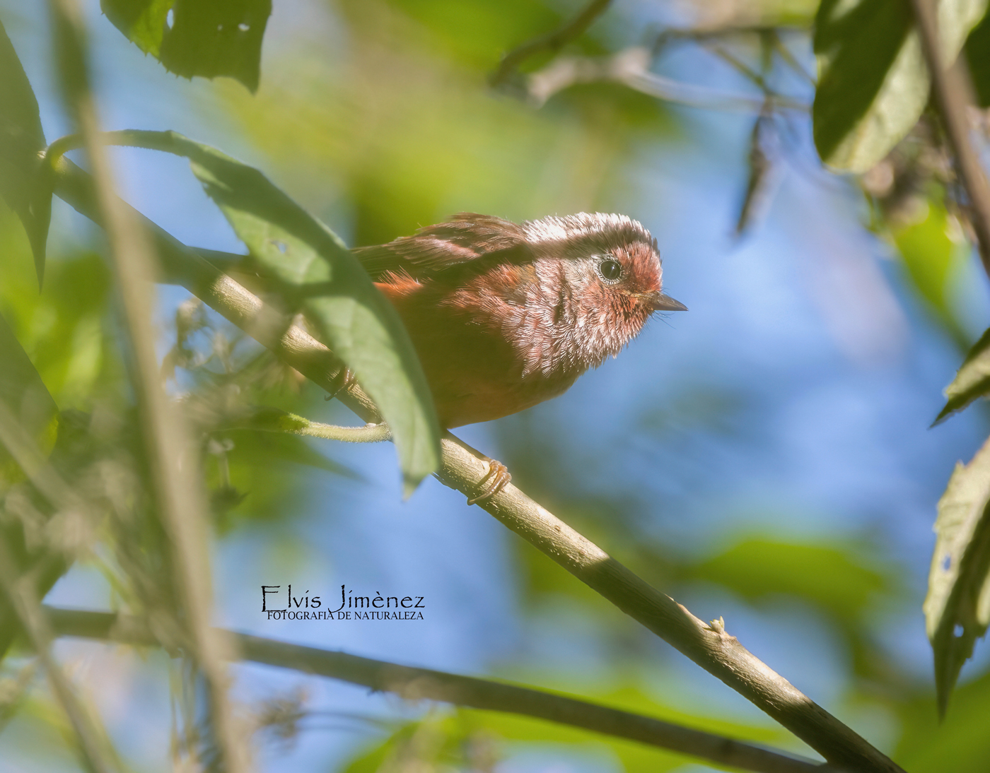 Pink-headed Warbler, Chiapas