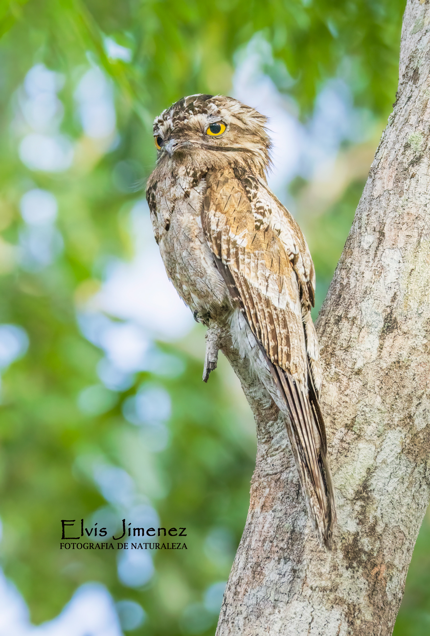 Northern Potoo, Yucatán