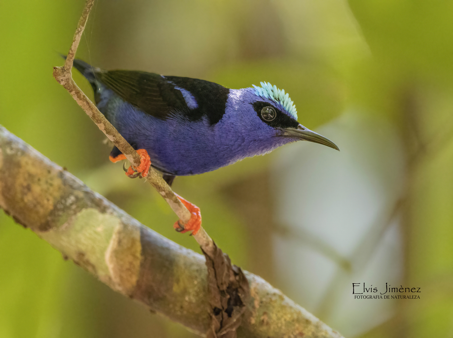 Red-legged Honeycreeper, Chiapas