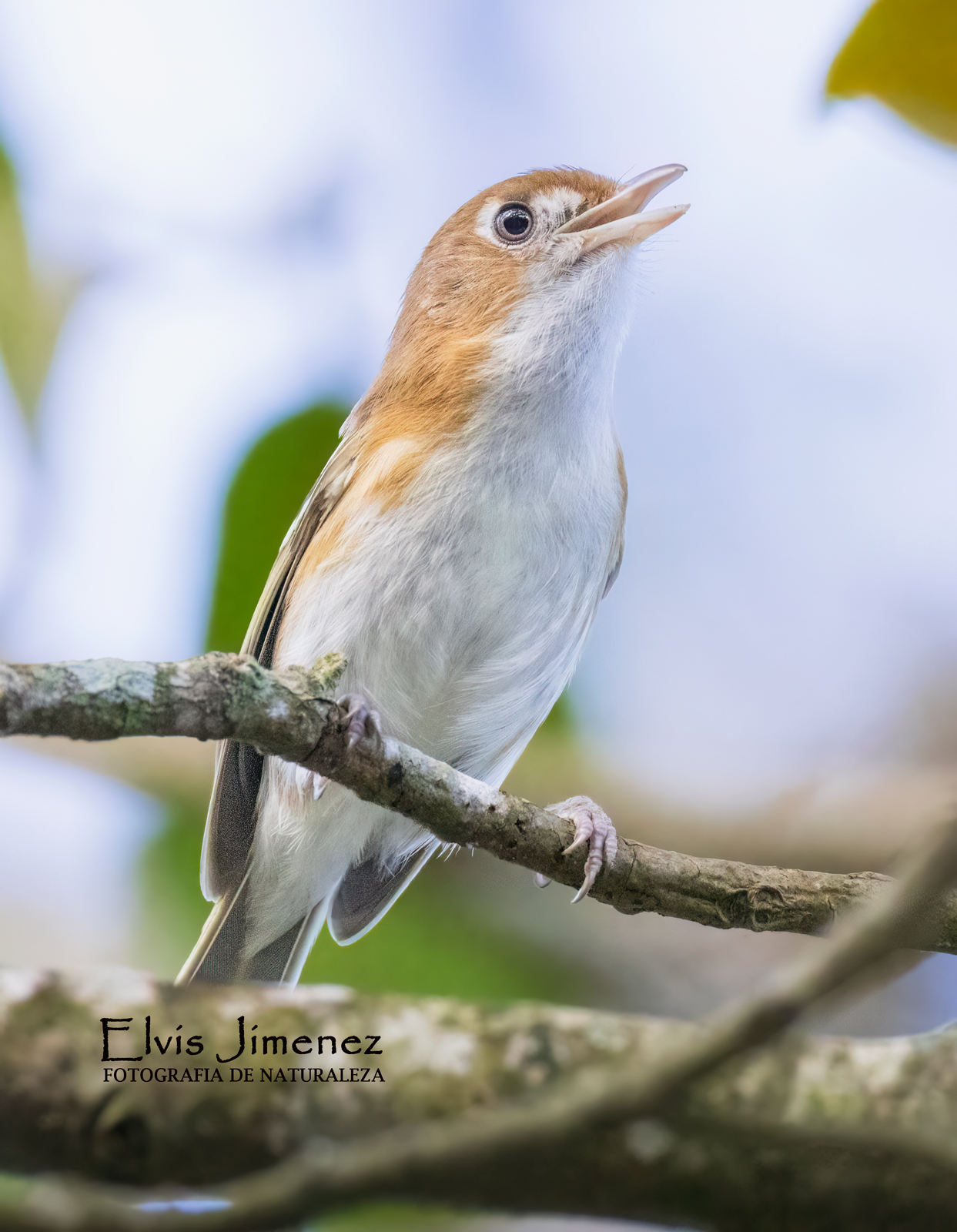 Cozumel Vireo, Cozumel