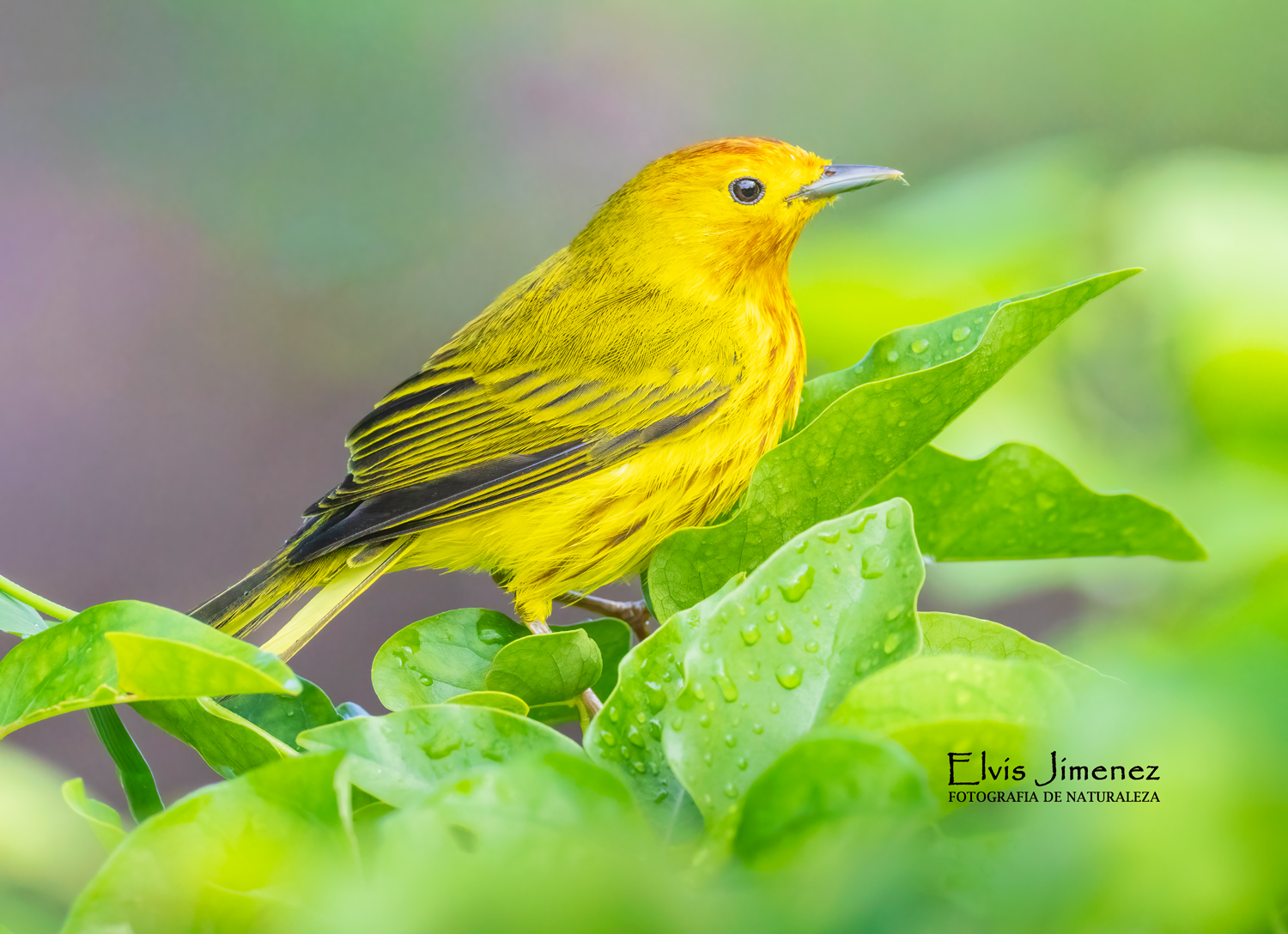 Mangrove Yellow Warbler, Cozumel