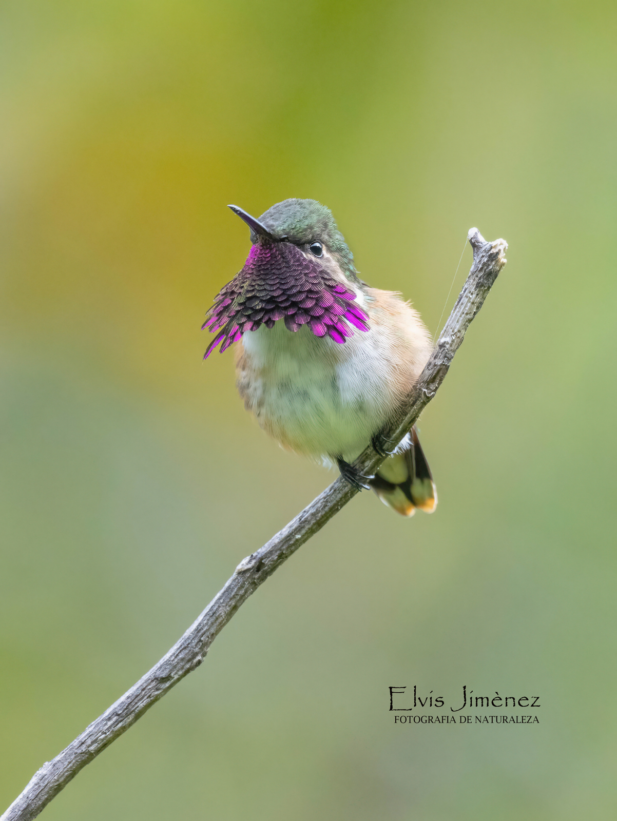 Wine-throated Hummingbird, Chiapas