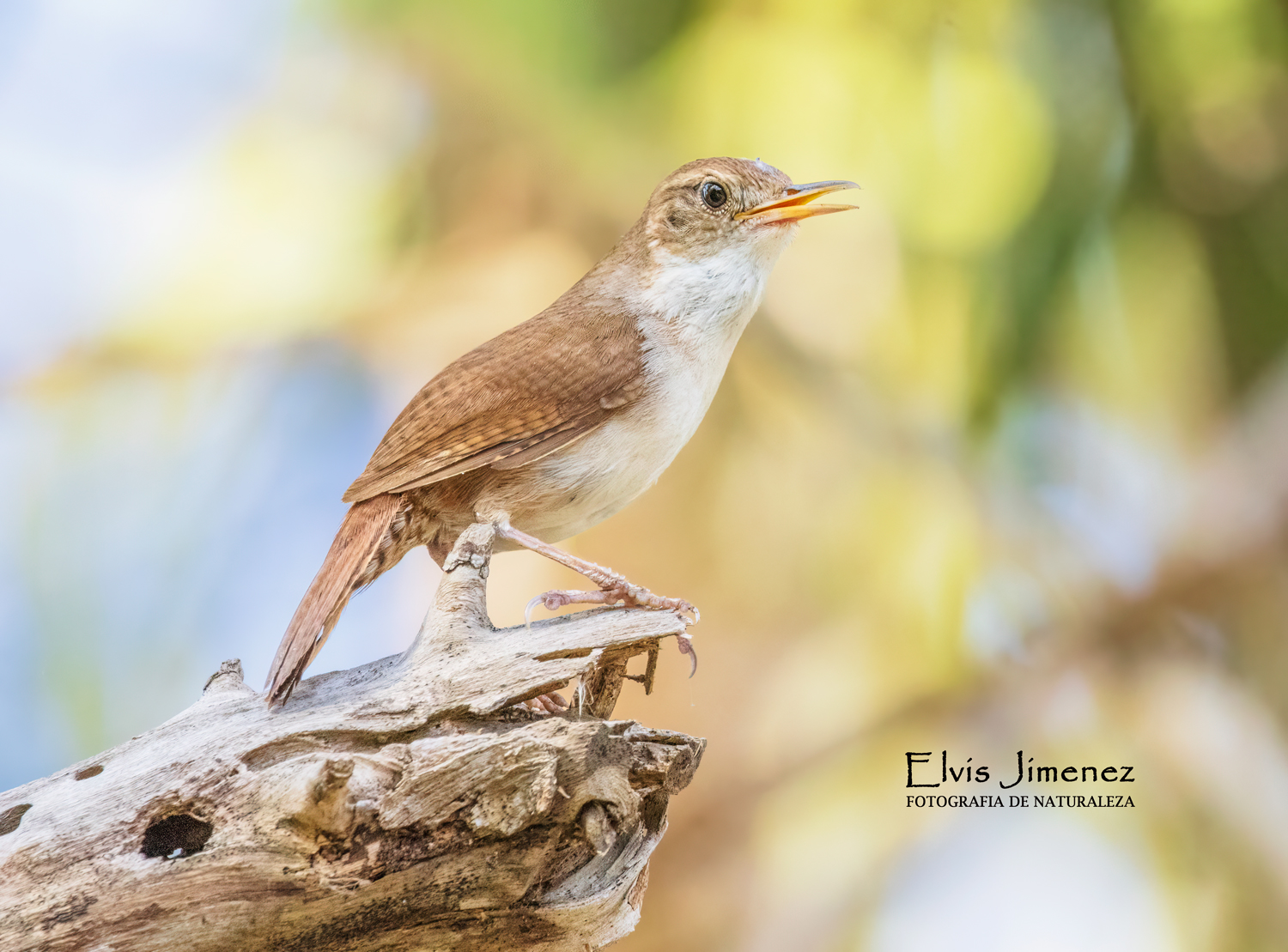 Cozumel Wren, Cozumel