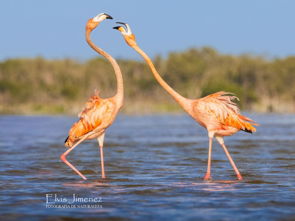 Yucatán birding, flamingos and wetlands